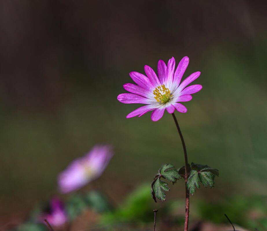 Anemone ...  Von Natalie Politz aus Hildrizhausen.