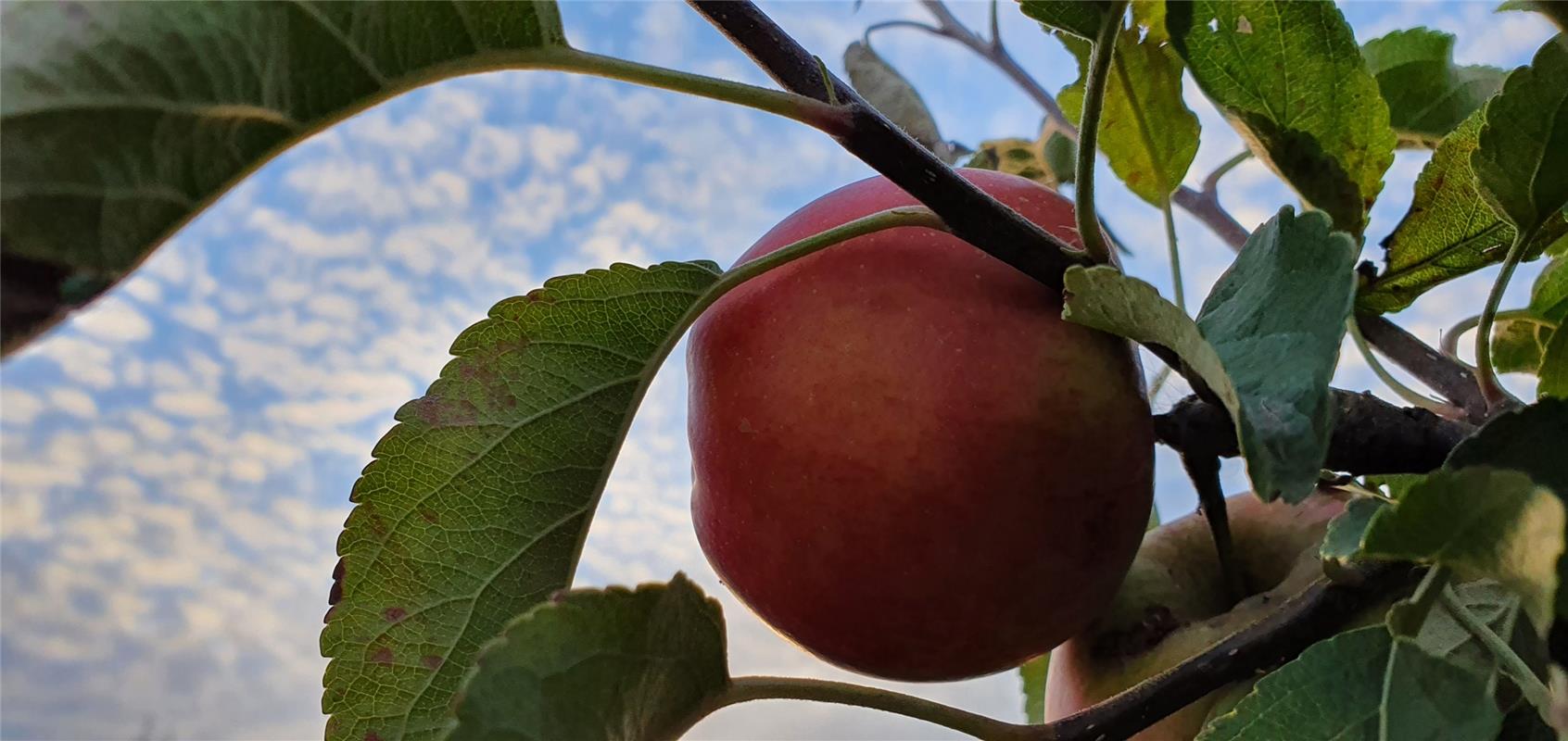 "Apfel genießt die Abendsonne" hat die Herrenbergerin Gabi Brenner ihr Foto beti...
