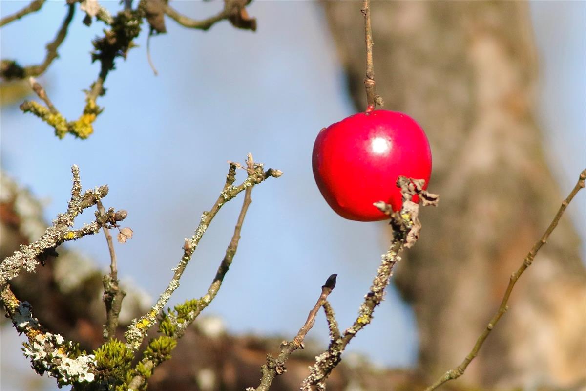 Apfel im Christbaumkugel-Design, gesehen auf dem Schlossberg von Christoph  Öhm-...