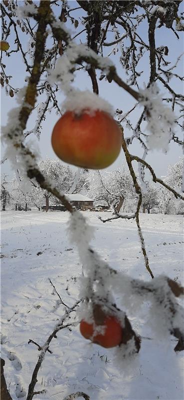 Apfel mit Schneehaube.  Von Lore Egeler aus Gäufelden.