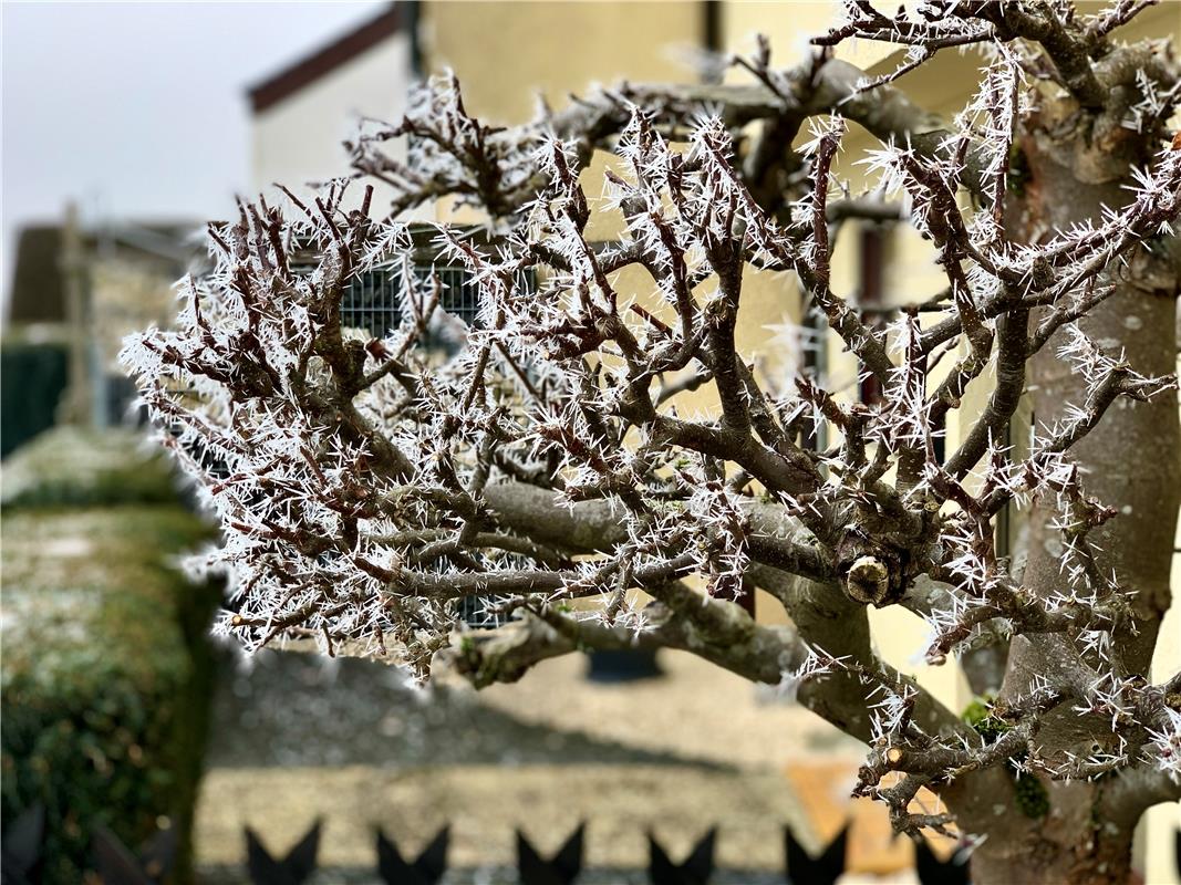 Apfelbaum mit Stacheln. Von Minja Rollinson aus Gäufelden.