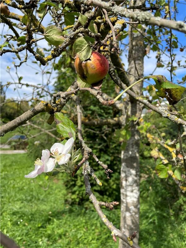 Apfelblüte im September? Von Susanne Müller aus Herrenberg.