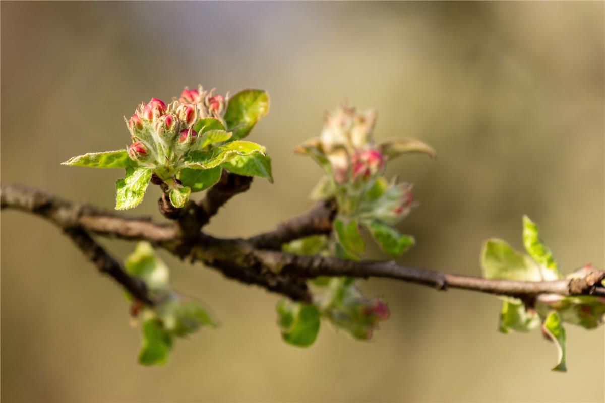 Apfelblüte in Mönchberg, von Gabi Brenner aus Herrenberg