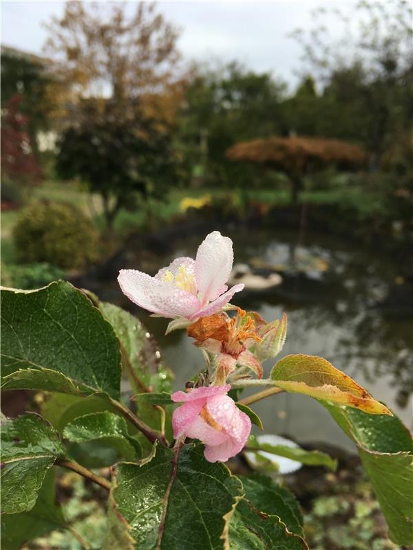 Apfelblüte und Oktober 2023. Der nächste Frühling kommt bestimmt, oder "da kann'...