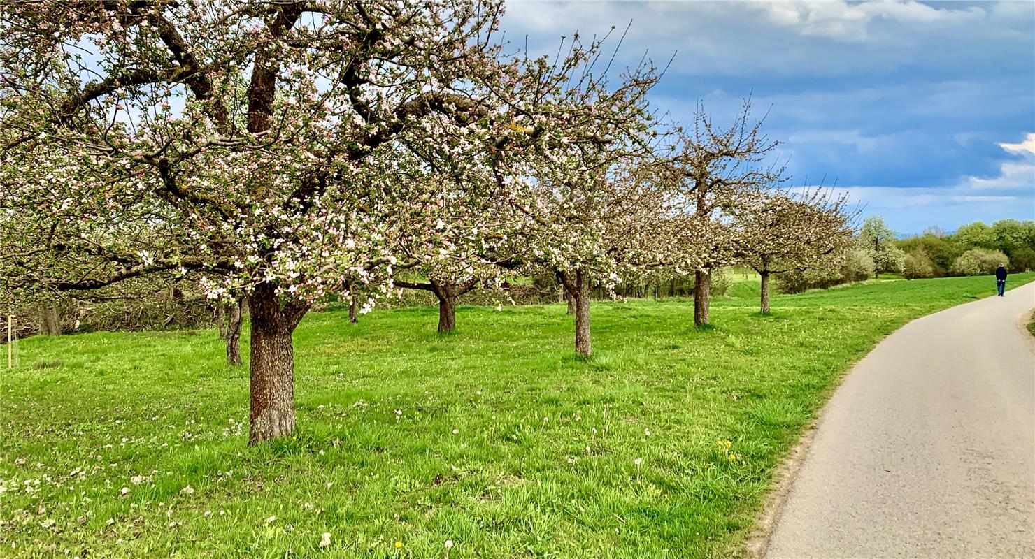Apfelblüten-Promenade bei Nebringen, abgelichtet von Minja Rollinson. 