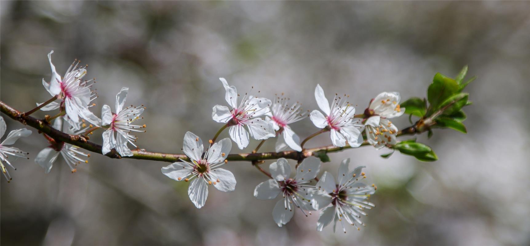 Apfelblumenzweig...  Von Natalie Politz aus Hildrizhausen.