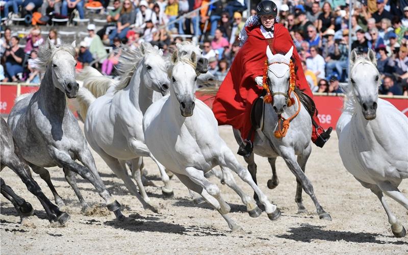 „Gäubote“-Familien-Tour: Im Galopp durch die Jahrhunderte Araber-Schaubild bei der Marbacher Hengstparade: Die „Silberne Herde“ Marbachs im Freilauf. GB-Foto: Stephan Kube SQB