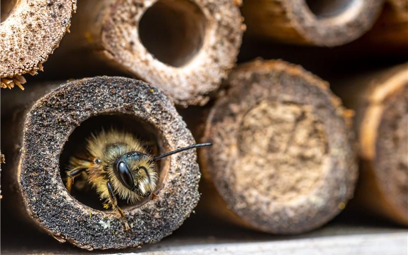 Auch Bienen sind in Insektenhotels willkommen.GB-Foto (Symbolbild): radarman70/ stock.adobe.com