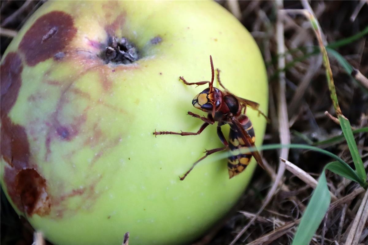 Auch Hornissen mögen Äpfel gerne, hat die Herrenbergerin Gundula Kleinert auf ei...