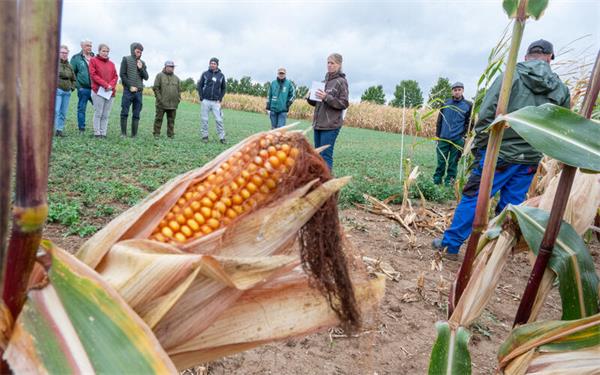 Auch Mais wird auf dem Versuchsfeld angebaut und getestet.  GB-Foto: Vecsey