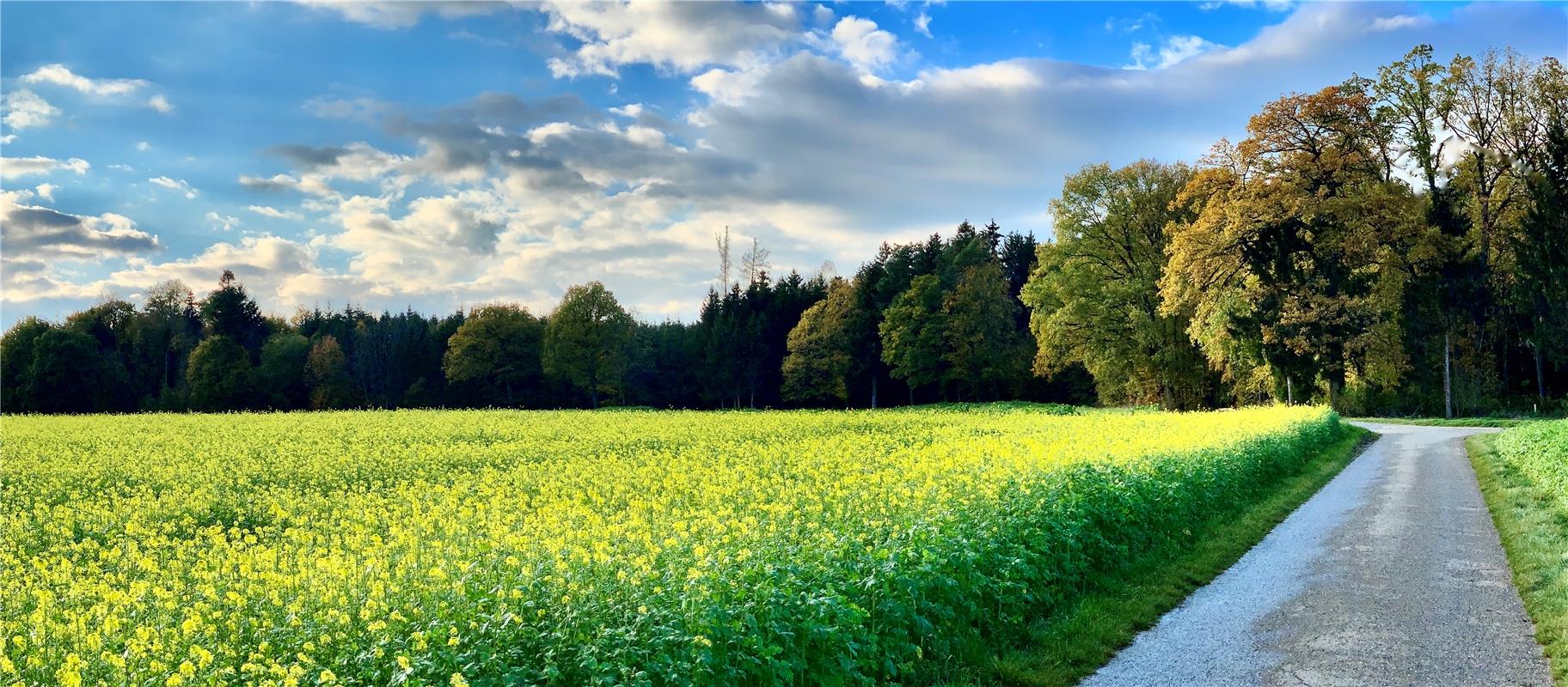 Auch Mitte November umhüllt süßer Raps-Duft die Felder im Gäu.  Von Minja Rollin...