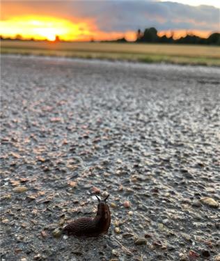 Auch Nacktschnecken bewundern den Sonnenuntergang(fotografiert von Yvonne Dünnbier aus Bondorf)