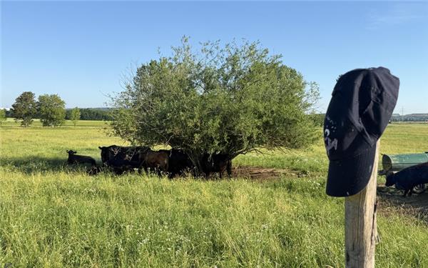 Auch Rinder flüchten vor der Hitze in den Schatten  (gesehen bei Rohrau) GB-Foto: Bäuerle