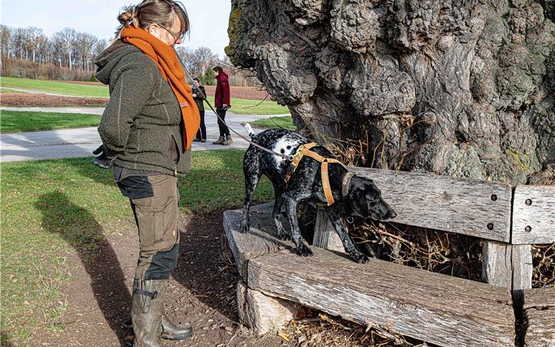 Auch am Naturdenkmal Obere Linde haben die Spürhunde keinen Laubholzbockkäfer gefunden GB-Foto: Vilz