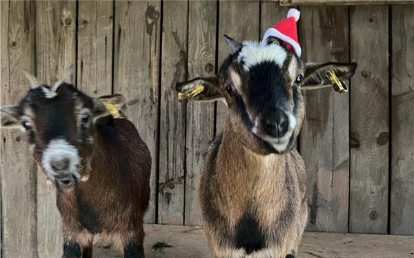 Auch bei den Ziegen Lilly und Maya kommt Weihnachtsstimmung auf (fotografiert von Friederike Hess aus Öschelbronn)