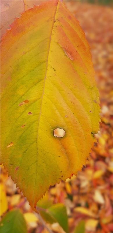 Auch der Herbst fasziniert immer wieder mit der unglaublichen Farbenvielfalt sei...