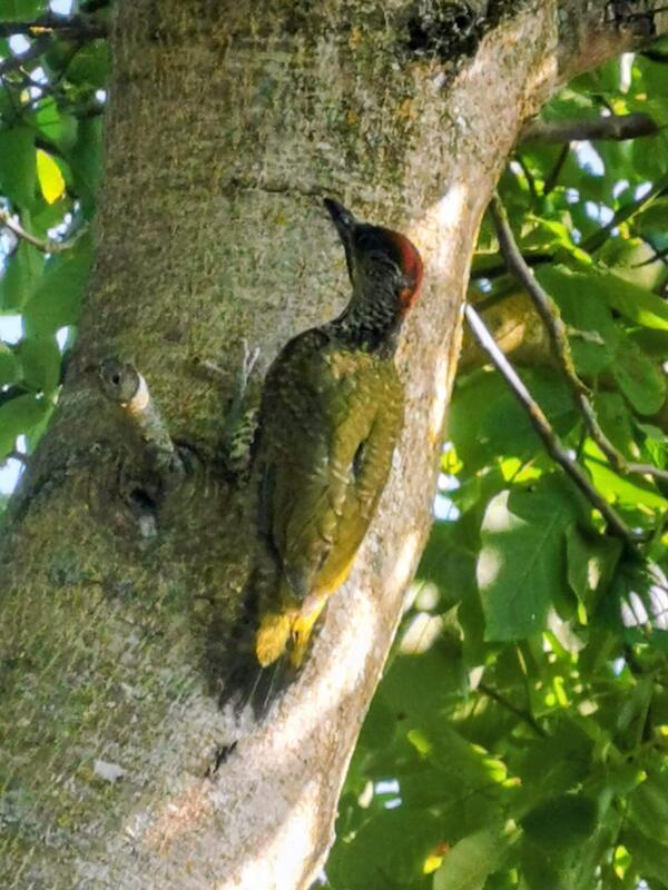 Auch der Vogel sucht den Schatten.  Von Birgit Keck.