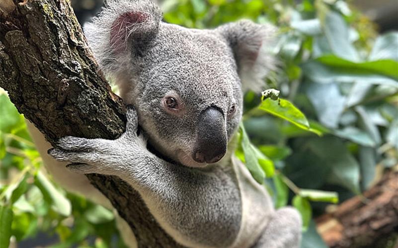 Auch die Koalas haben in Terra Australis ein neues Zuhause gefunden.GB-Foto: Wilhelma