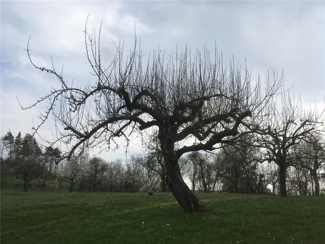 Auch dieser Baum in Rohrau bräuchte mal einen Haarschnitt, findet Helmut Gengenb...