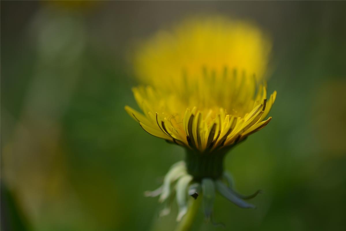 Auch ein Löwenzahn ist eine schöne Blume. Von Eckbert Kaiser aus Hailfingen.