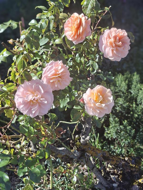 Auch im September blühen noch Rosen.  Von Maria Tabitha Weisse aus Herrenberg.