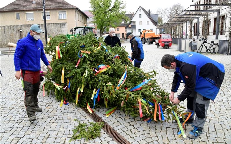 Auch in diesem Jahr erhält der Schlossplatz in Mötzingen wieder einen Maibaum – und ist dabei im Gäu keineswegs alleine. GB-Foto (Archiv): Holom