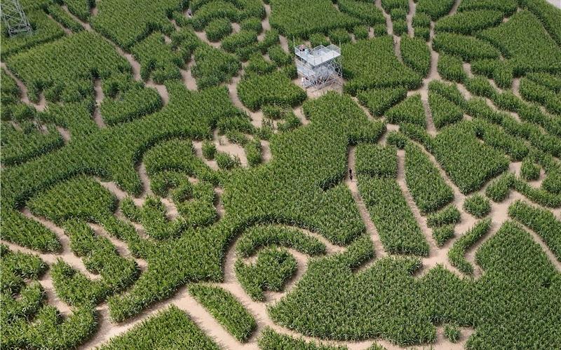 Auf 30000 Quadratmetern erstreckt sich das Maislabyrinth in Wolfenhausen. GB-Fotos: Holom