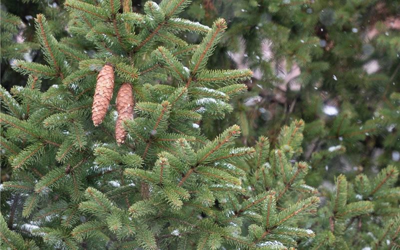 Auf Tannenbäume hatten es Diebe in Nagold abgesehen. GB-Foto (Symbolbild): Vecsey