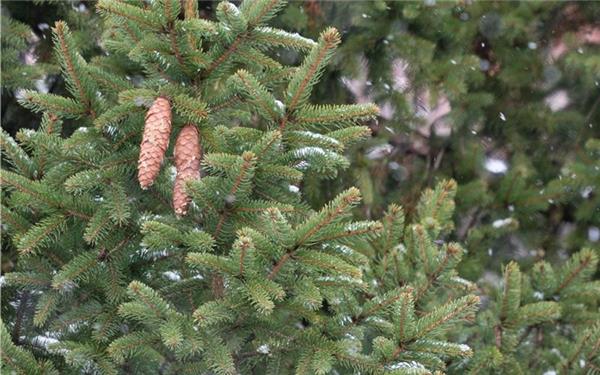 Auf Tannenbäume hatten es Diebe in Nagold abgesehen. GB-Foto (Symbolbild): Vecsey