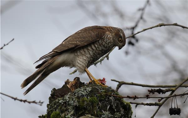 Auf Vogelfutter-Tour im Kirschbaum