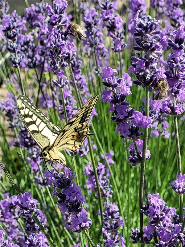 Auf dem Lavendel tummeln sich wieder viele Schmetterlinge, Bienen und Hummeln.  ...