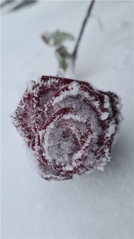 Auf dem Schönbuchturm liegt diese eingefrorene Rose. Ob jemand hier einen Heirat...