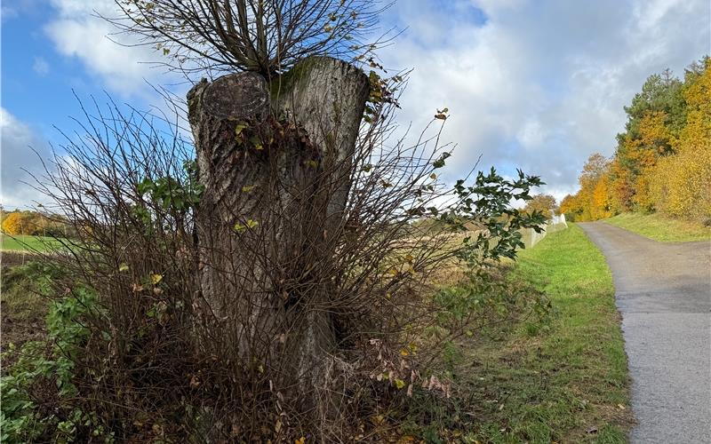Auf dem Wildberger Stadtgebiet gibt es zahlreiche Biotope, die jetzt erfasst sind – und für die in der Biotopverbundplanung Maßnahmen vorgeschlagen wurden. GB-Foto: Priestersbach