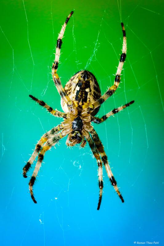 Auf der Lauer. Gartenkreuzspinne (Araneus diadematus).  Von Roman Pohl aus Gärtr...