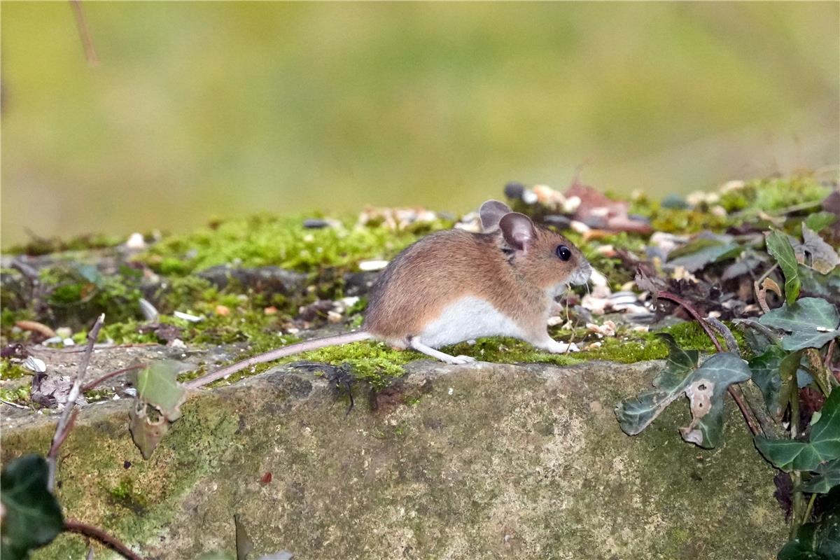 Auf der Mauer, auf der Lauer, sitzt ne kleine --- Maus und stibitzt das Vogelfut...