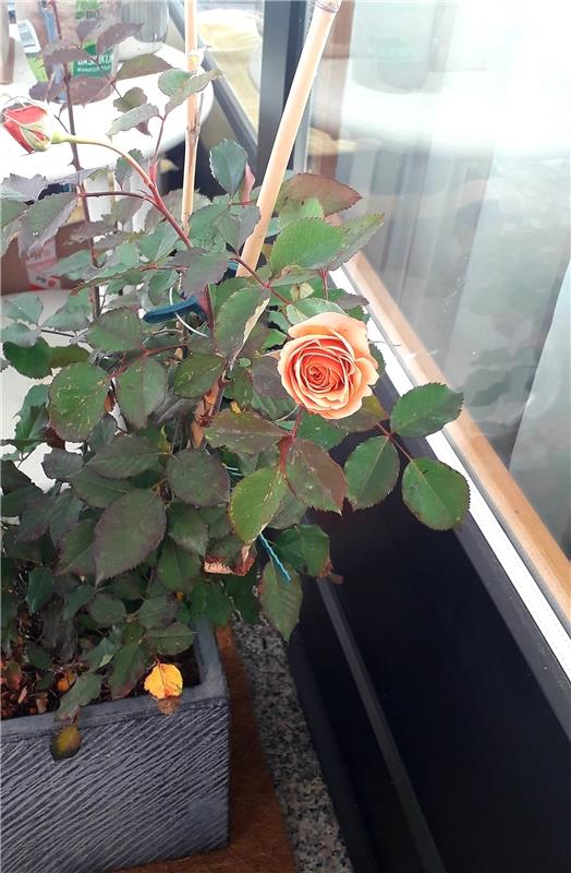 Auf der Terrasse der Affstätterin Verena Kis fing Ende Dezember diese Rose an zu...