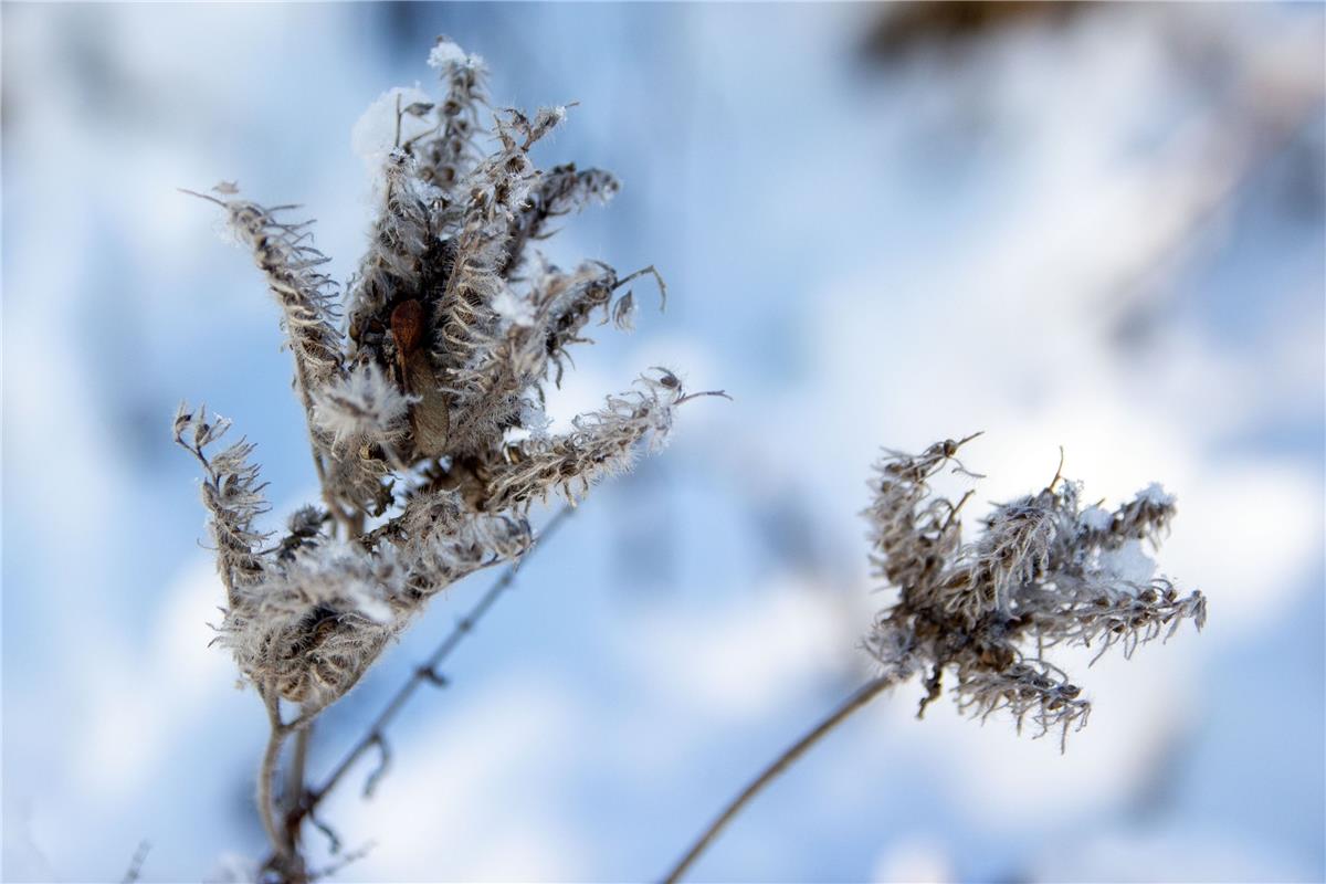 Auf diese Blüte umhüllt von feinem Schnnee, stieß Gabi Brenner in Herrenberg. 