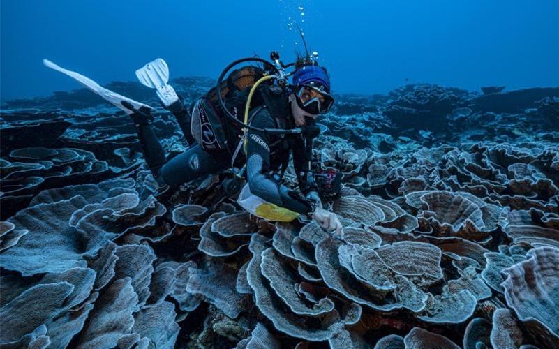 Auf diesem von @alexis.rosenfeld zur Verfügung gestellten Foto untersucht ein Forscher das Korallenriff. Foto: Alexis Rosenfeld/@alexis.rosenfeld via AP/dpa