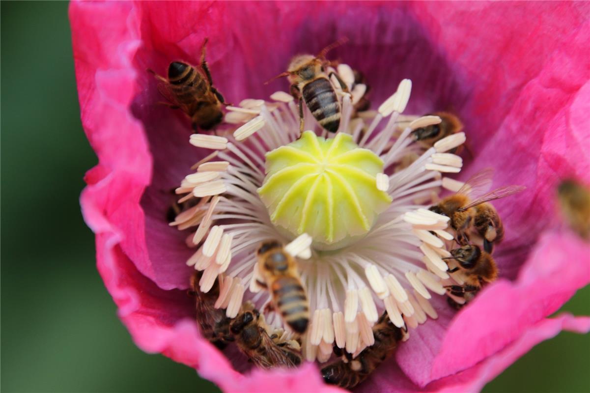 Aus dem Garten von Ilse Müller aus Herrenberg stammt dieses Wimmelbild mit Biene...