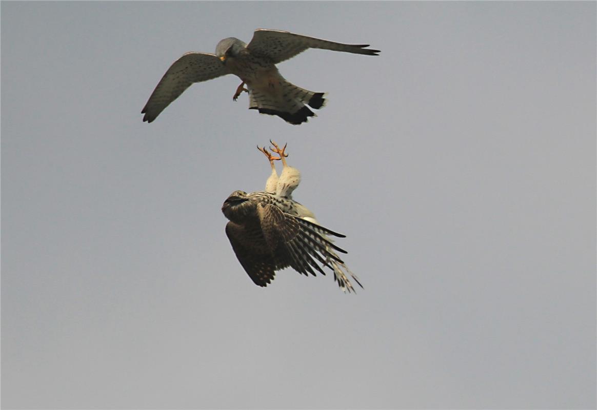 Außergewöhnliches hat der Kuppinger Fritz Sajda am Himmel ausgemacht: "Flugakrob...