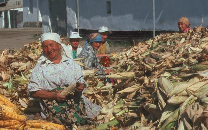 Bauernfamilien schälen und sortieren ihre Maiskolben. GB-Foto: Reichert