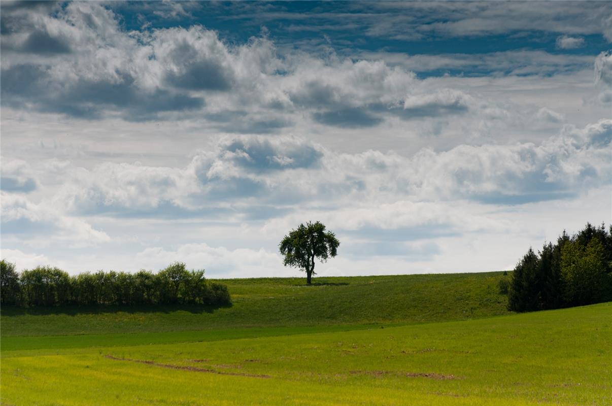"Baum am Horizont mit grünen Wiesen im Vordergrund" hat Matthias Seeger aus Emmi...