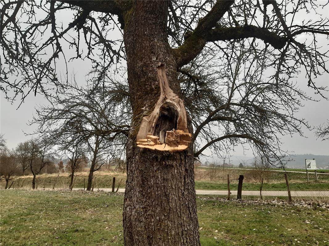 Baumkunst! Entdeckt von Maria Tabitha Weisse aus Herrenberg. Ihr allergrößter Re...