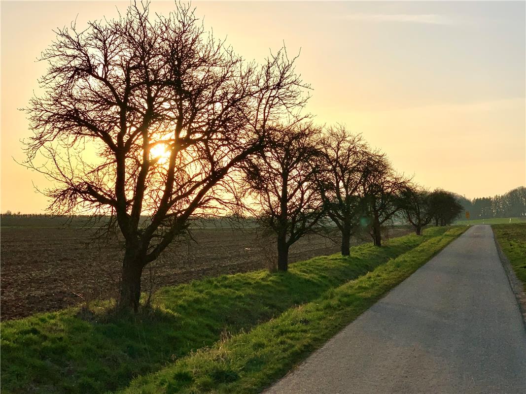 Baumreihe im Abendlicht. Von Minja Rollinson aus Gäufelden.