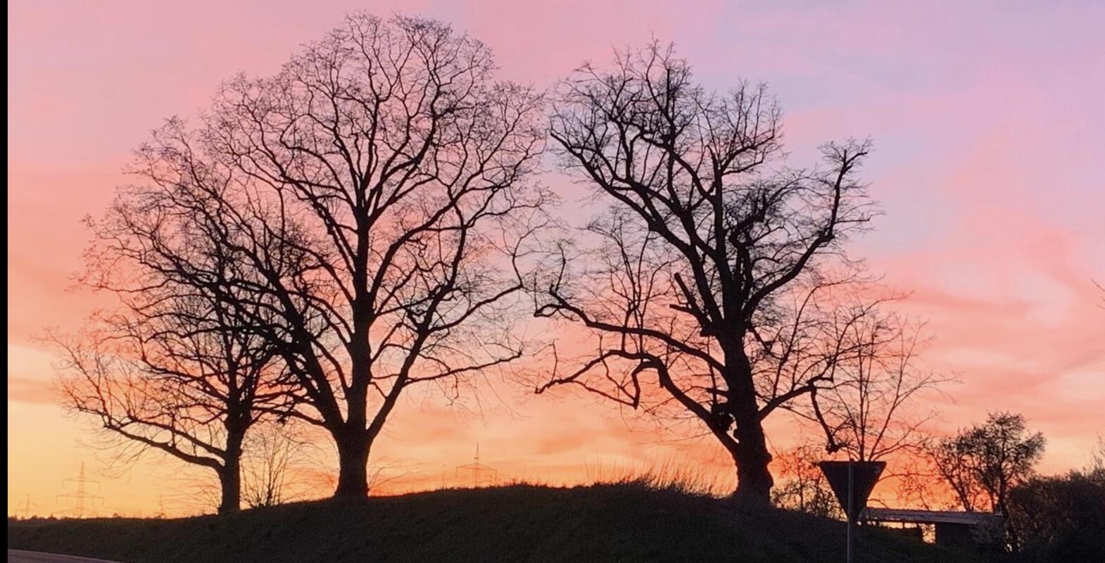 Baumriesen versinken im Abendrot.  Von Rainer Bruckner aus Kuppingen.