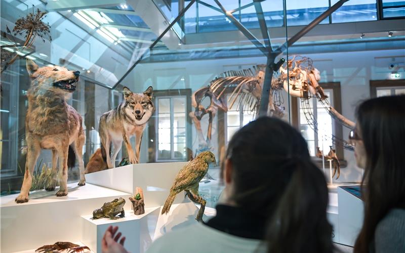 Beeindruckende Exponate: Evolutionssaal im Schloss Rosenstein. GB-Foto: SMNS, Max Kovalenko