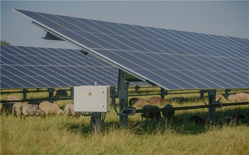 Bei Agri-Photovoltaik weiden Tiere unter den Modulen – dieselbe Fläche wird zur Stromerzeugung und Viehhaltung genutzt. GB-Foto: snapshotfreddy - stock.adobe.com
