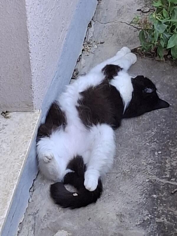 Bei der Hitze – Einfach chillen! Von Ursula Zachmann aus Gärtringen.