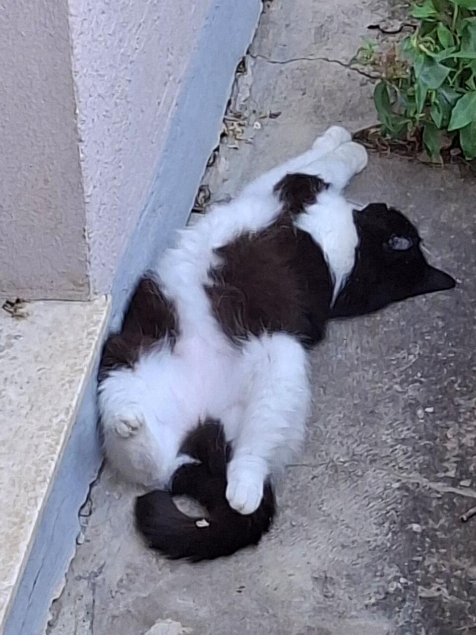 Bei dieser Hitze hilft nur eines, eine kleine Siesta! Und wenn’s sein muss auch auf dem Boden, wie Ursula Zachmann aus Gärtringen gesehen hat.