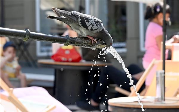 Bei dieser Hitze wird die Taube zum Schluckspecht (gesehen in Herrenberg) GB-Foto: Holom